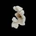 popcorn 12-2010 2853