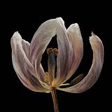 tulp 2-2012 4934