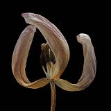 tulp 2-2012 4940