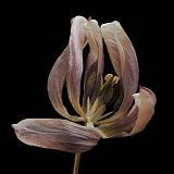 tulp 2-2012 4943