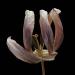 tulp 2-2012 4945