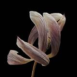tulp 2-2012 4947
