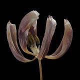 tulp 2-2012 4950