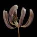 tulp 2-2012 4950