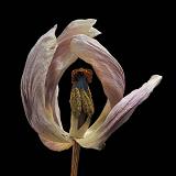 tulp 2-2012 4956