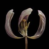 tulp 2-2012 4958