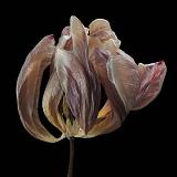 tulp 2-2012 4965