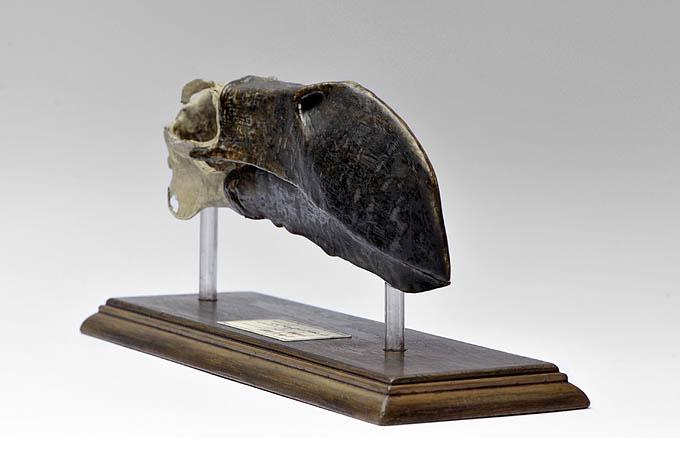 objet 1859-7-18  6610