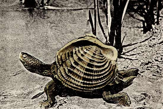 schelppad