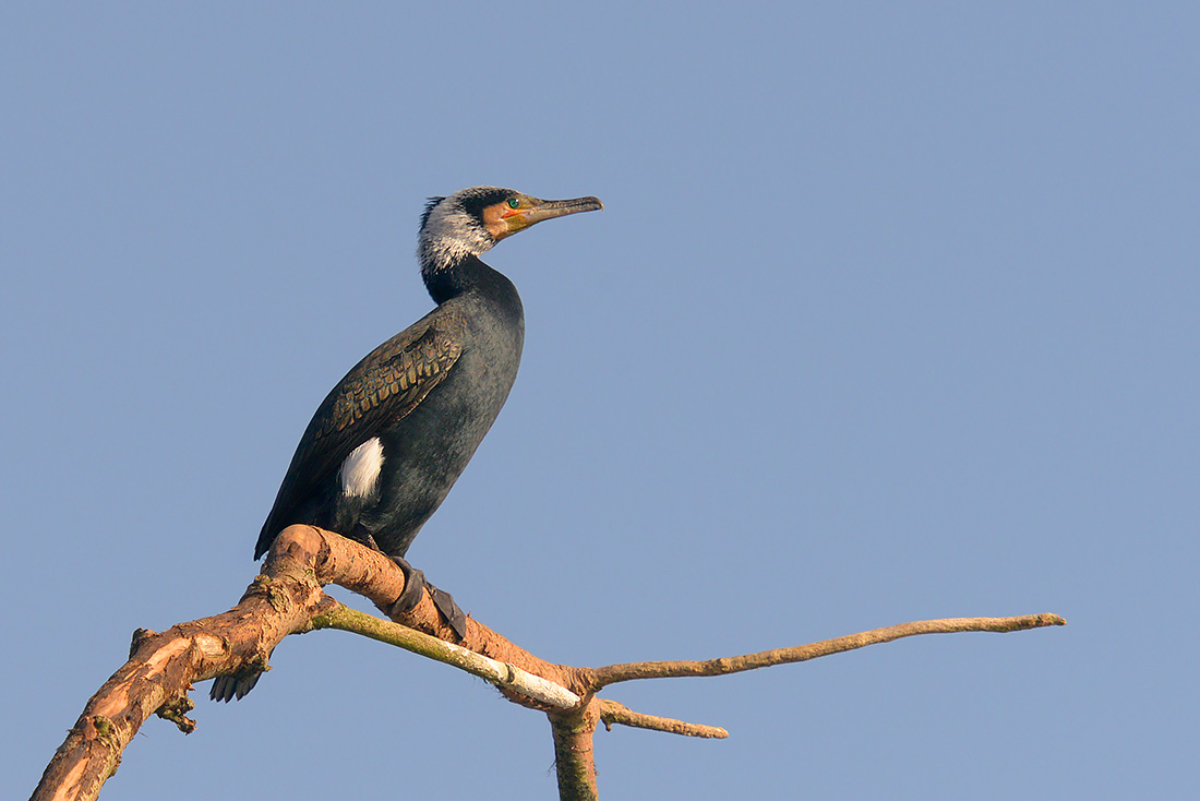 Aalscholver (Phalacrocorax carbo) 2-2017 5116