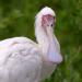 Afrikaanse lepelaar (Platalea alba) 7-2017 2965