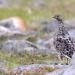 Alpensneeuwhoen (Lagopus muta) 7-2018 6224