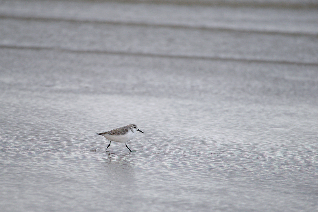 Drieteenstrandloper (Calidris alba) 3-2017 5435