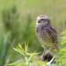 Holenuil (Athena cunicilaria) 6-2016 0673