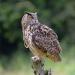Oehoe (Bubo bubo) 6-2016 0719