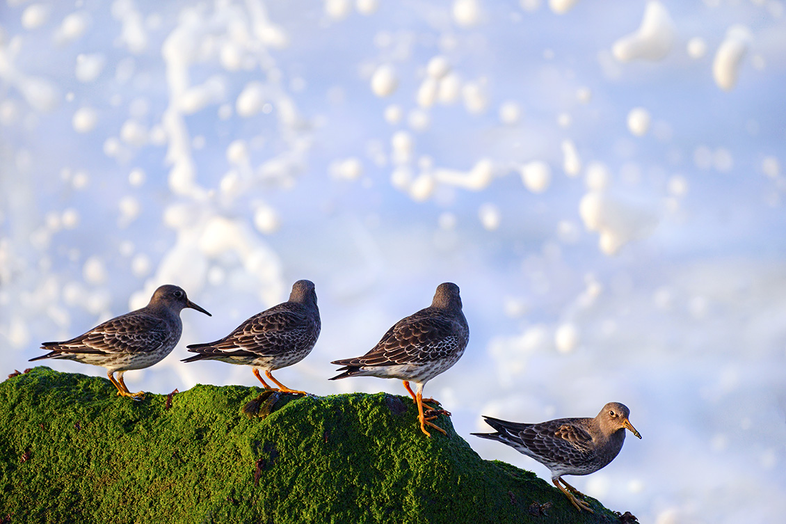 Paarse Strandloper (Calidris maritima) 2-2018 1014