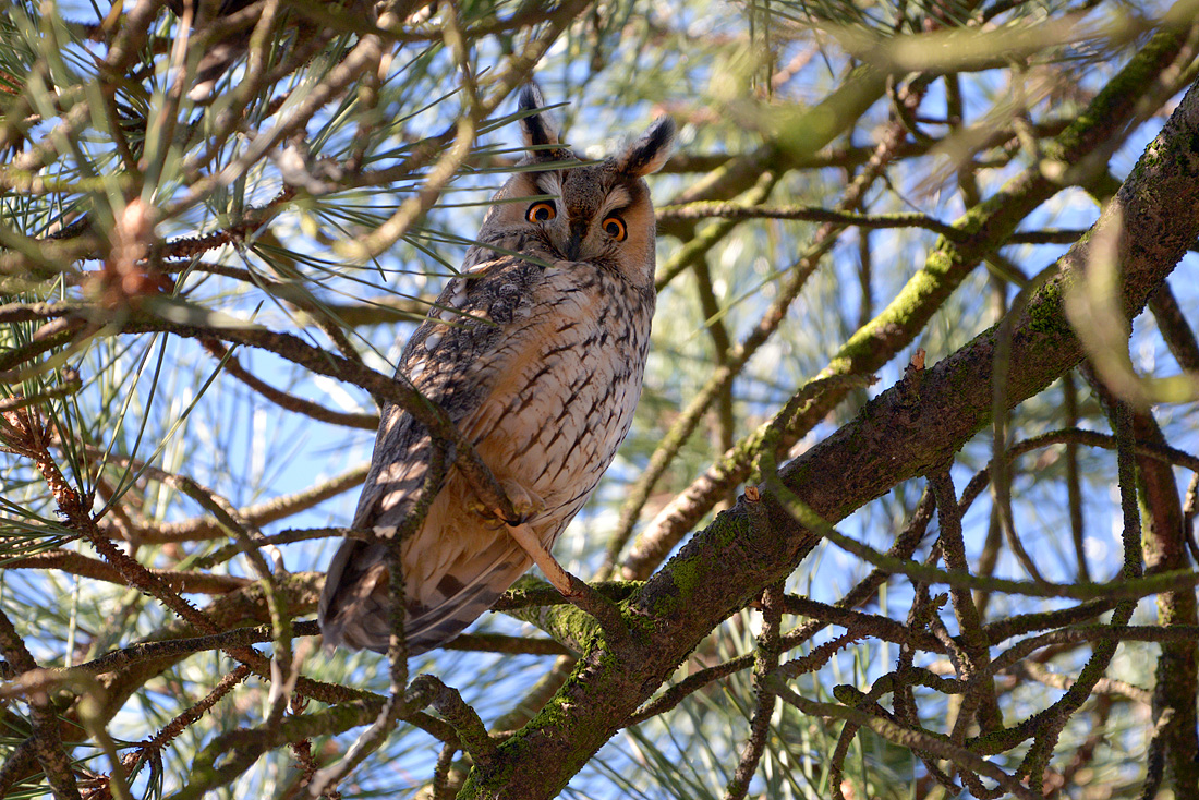 Ransuil (Asio otus) 01-2016 4801