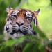 Sumatraanse tijger (Panthera tigris sumatrae) 8-2021 9067