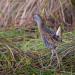 Waterral (Rallus aquaticus) 1-2017 3674