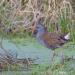 Waterral (Rallus aquaticus) 1-2017 3693