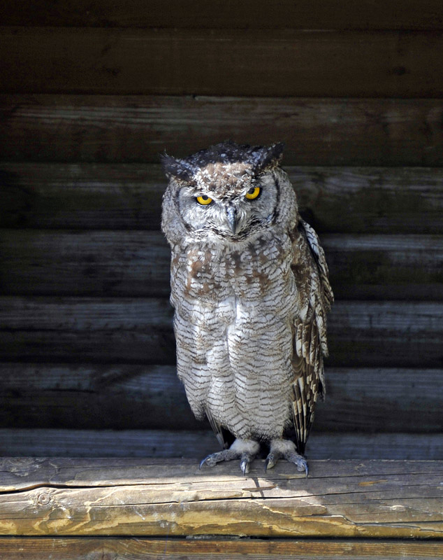 amerikaanse oehoe (bubo virginianus) 5122
