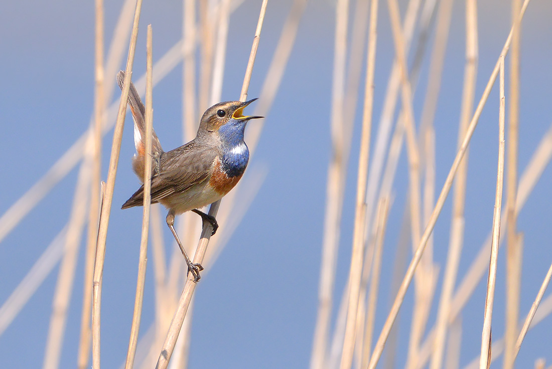 blauwborst (Luscinia cyanecula) 4-2017 8141