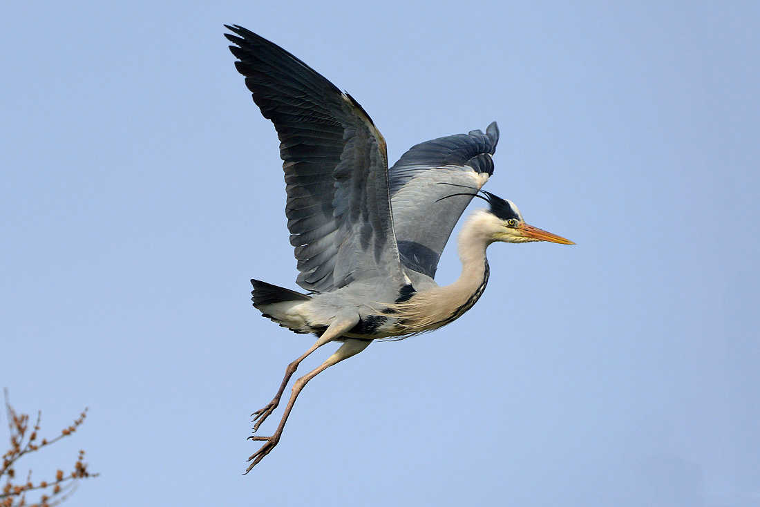 blauwe reiger (Ardea cinerea) 3-2016 7579