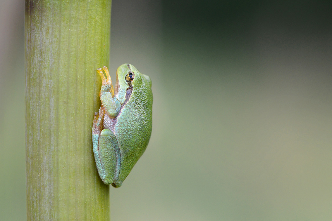 boomkikker (Hyla arborea) 8-2020 2312