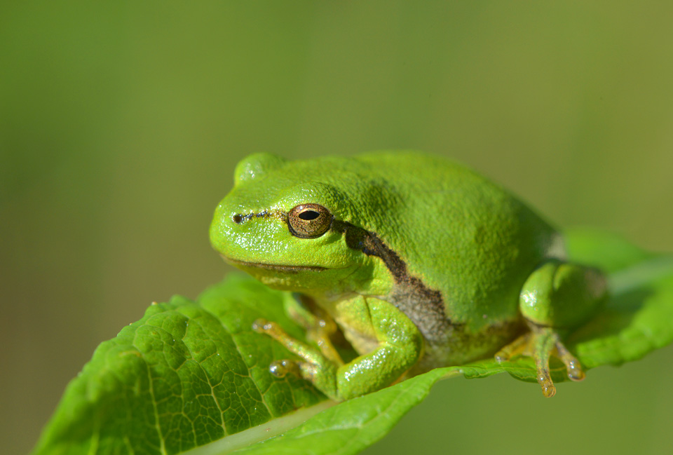 boomkikker (hyla arborea) 5-2014 9581