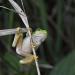 boomkikker (hyla arborea) 9633
