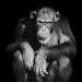 chimpansee (pan troglodytus) 2-2023 6489