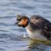 fuut (Podiceps cristatus) 3-2016 7264