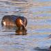 fuut (Podiceps cristatus) 4-2017 7549