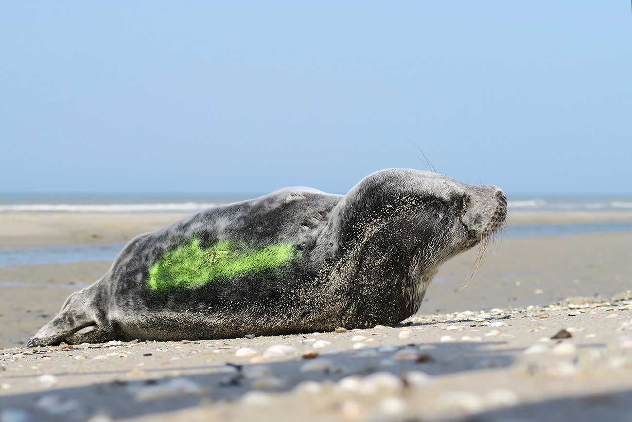 grijze zeehond (halichoerus prypus) 3-2022 8891