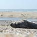 grijze zeehond (halichoerus prypus) 3-2022 8897