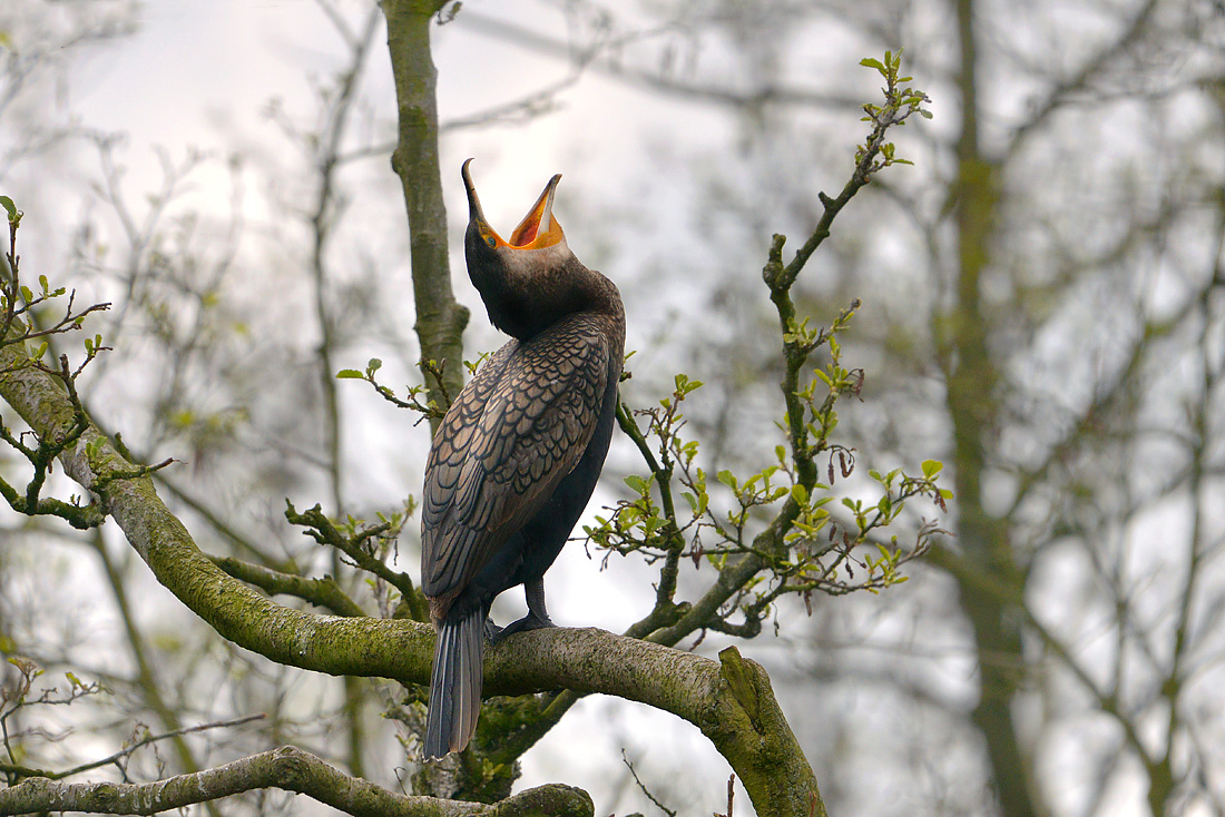 grote aalscholver (phalacrocorax carbo) 4-2016 8194