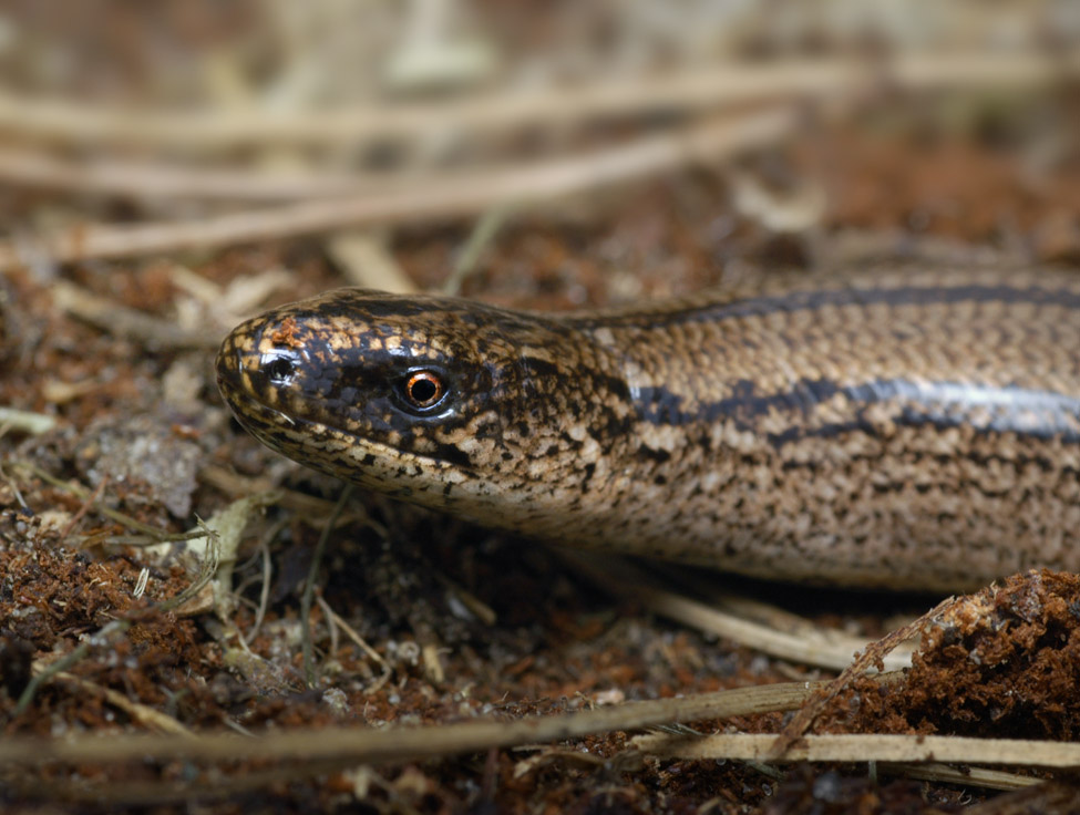 hazelworm (anguis fragilis) 6604