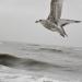 jonge zilvermeeuw (larus argentatus) 2708