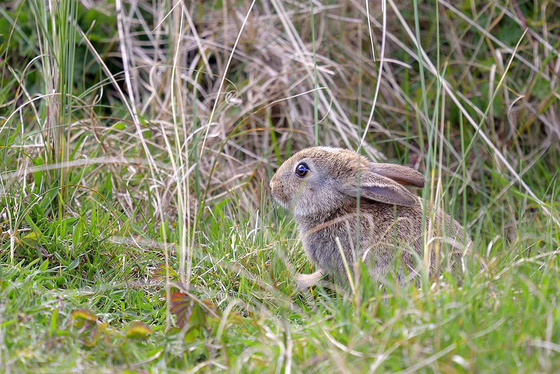 konijn (Oryctolagus cuniculus) 4-2017 9107