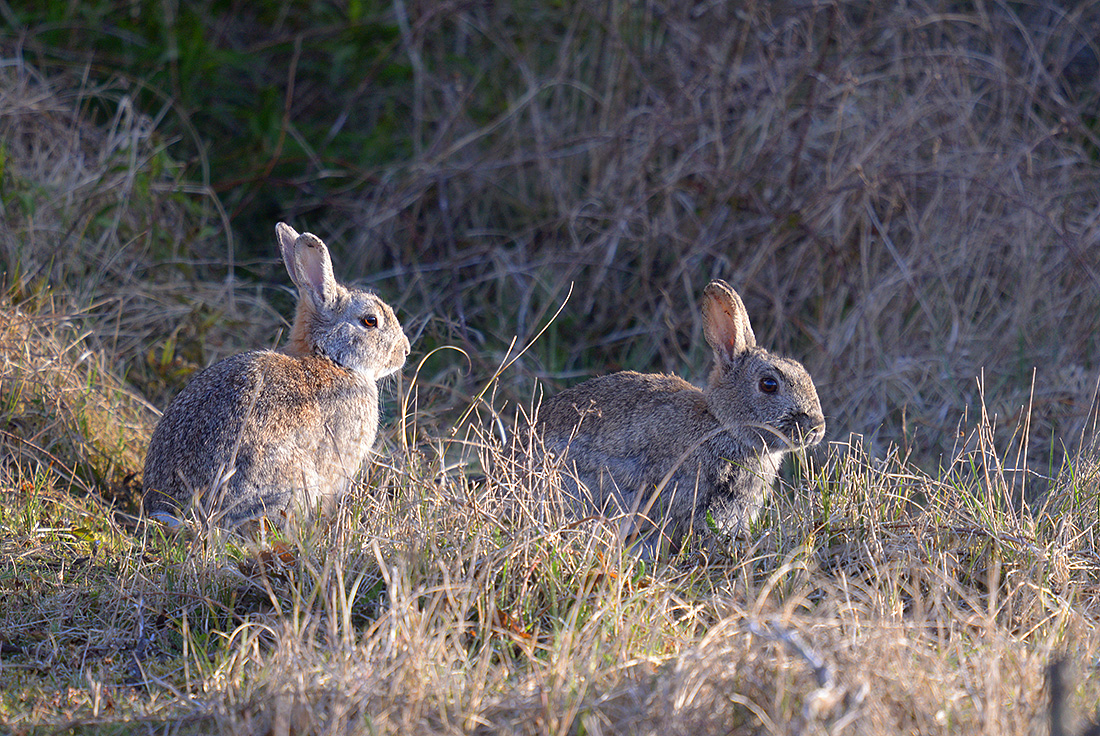konijn (Oryctolagus cuniculus) 4-2017 9583