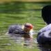 meerkoet (Fulica atra) 5-2021 7092