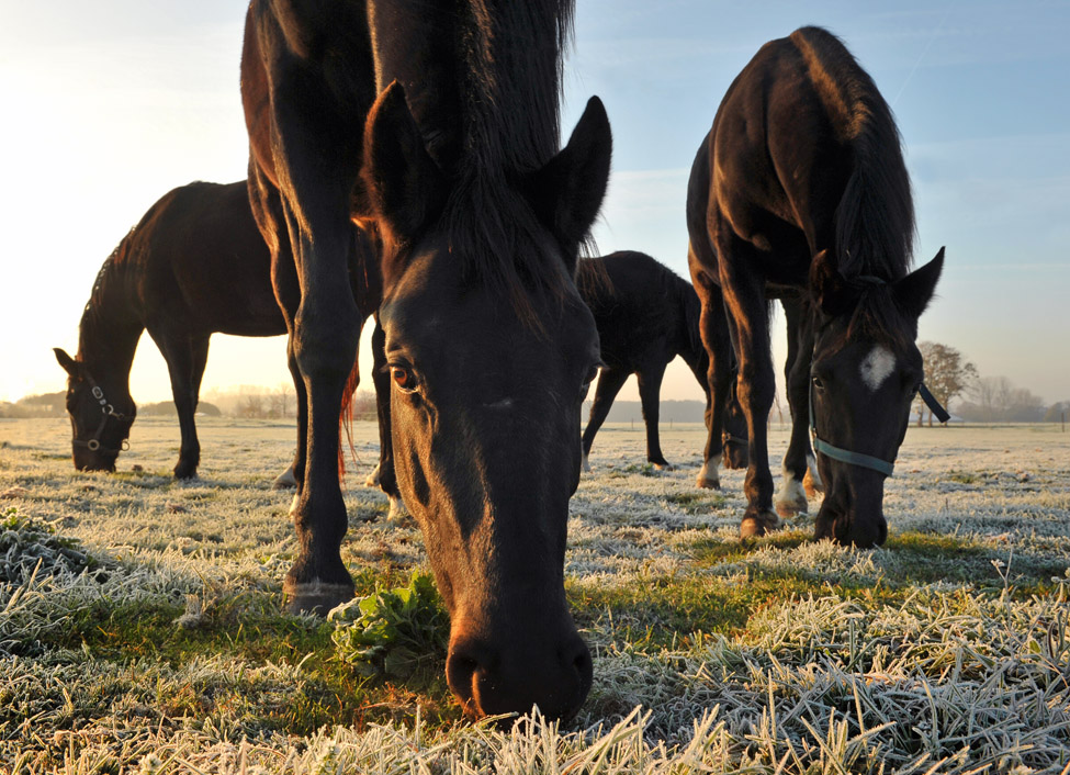 paarden 3012