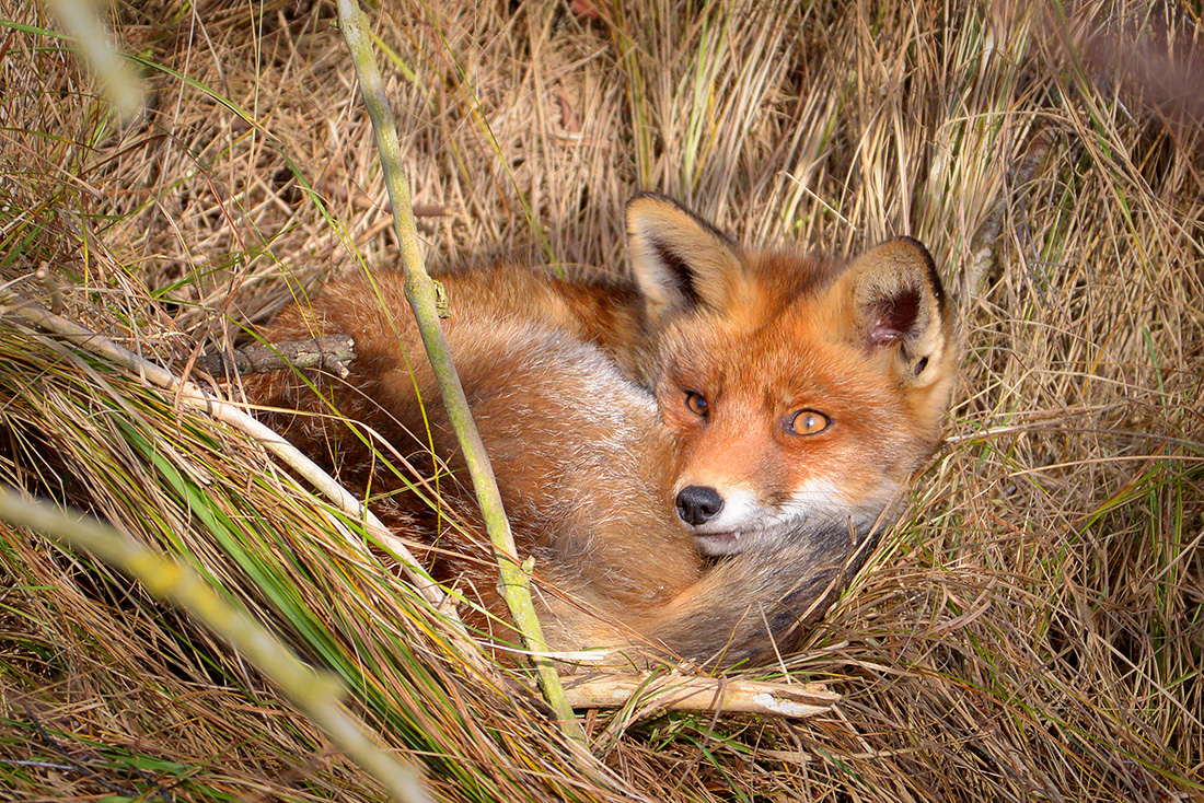 rode vos (vulpes vulpes crucigera) 1-2017 3720