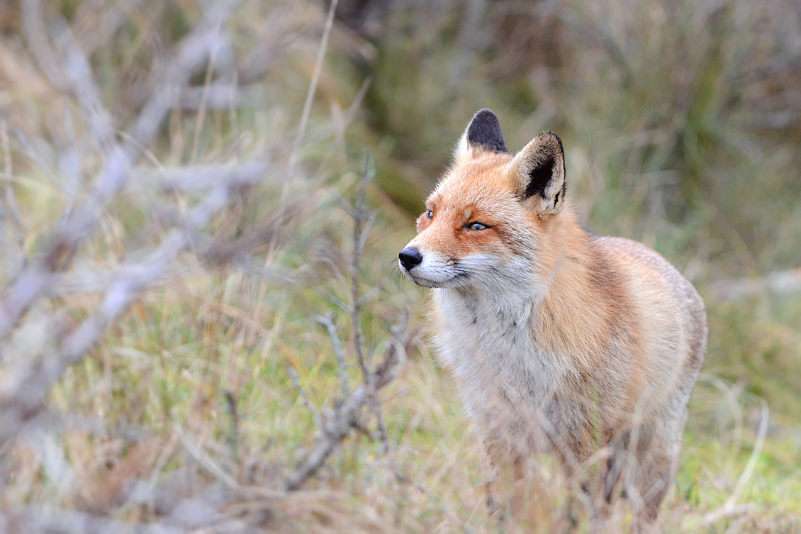 rode vos (vulpes vulpes crucigera) 1-2018 9553