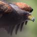 woestijnbuizerd (Parabuteo unicinctus) 8-2022 5141