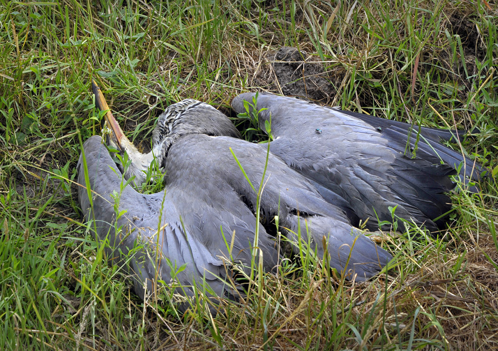 dode blauwe reiger (Ardea cinerea) 7885