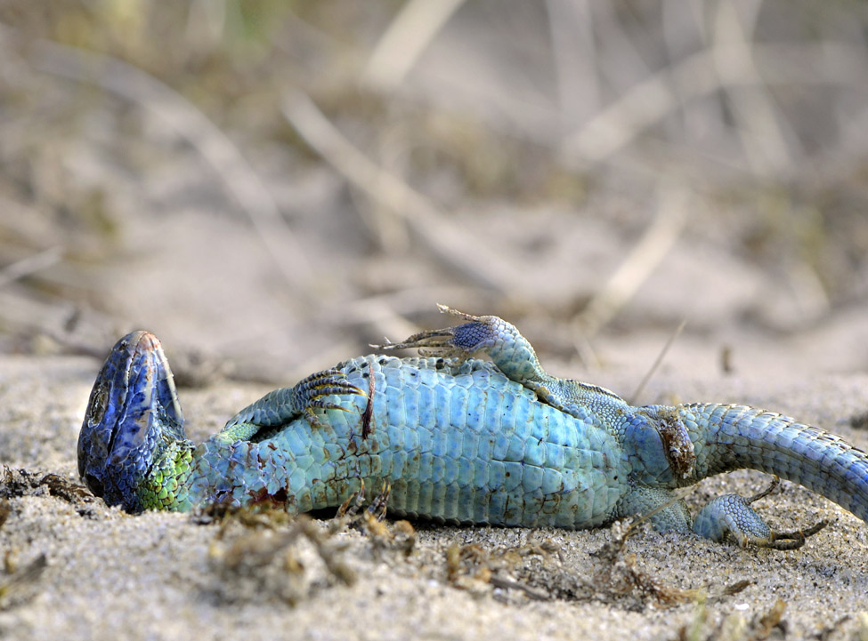 dode duinhagedis (lacerta agilis) 3146