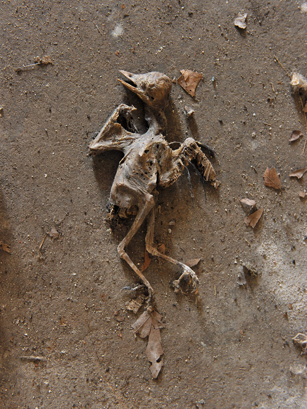 dood duiven kuiken 6404