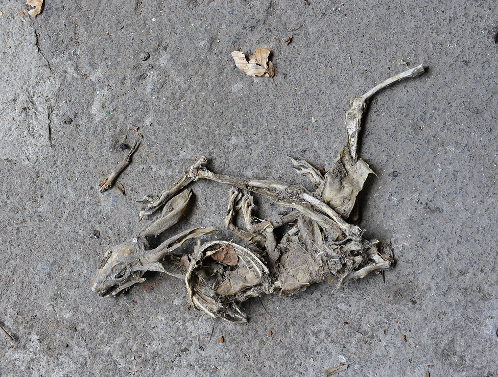 dood konijn (oryctolagus cuniculus) 6015