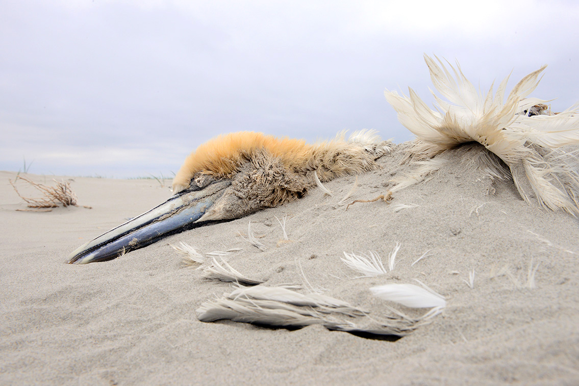 jan van gent (Morus bassanus) 5-2019 9208